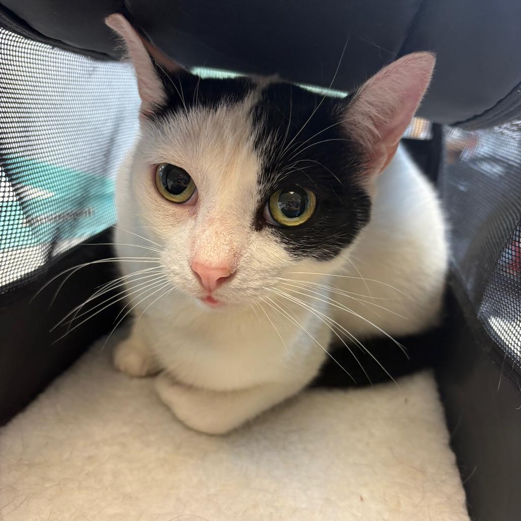 Enlarge Bowie Merkel, a Adoptable Domestic Short Hair in Tallahassee, FL image 3/3