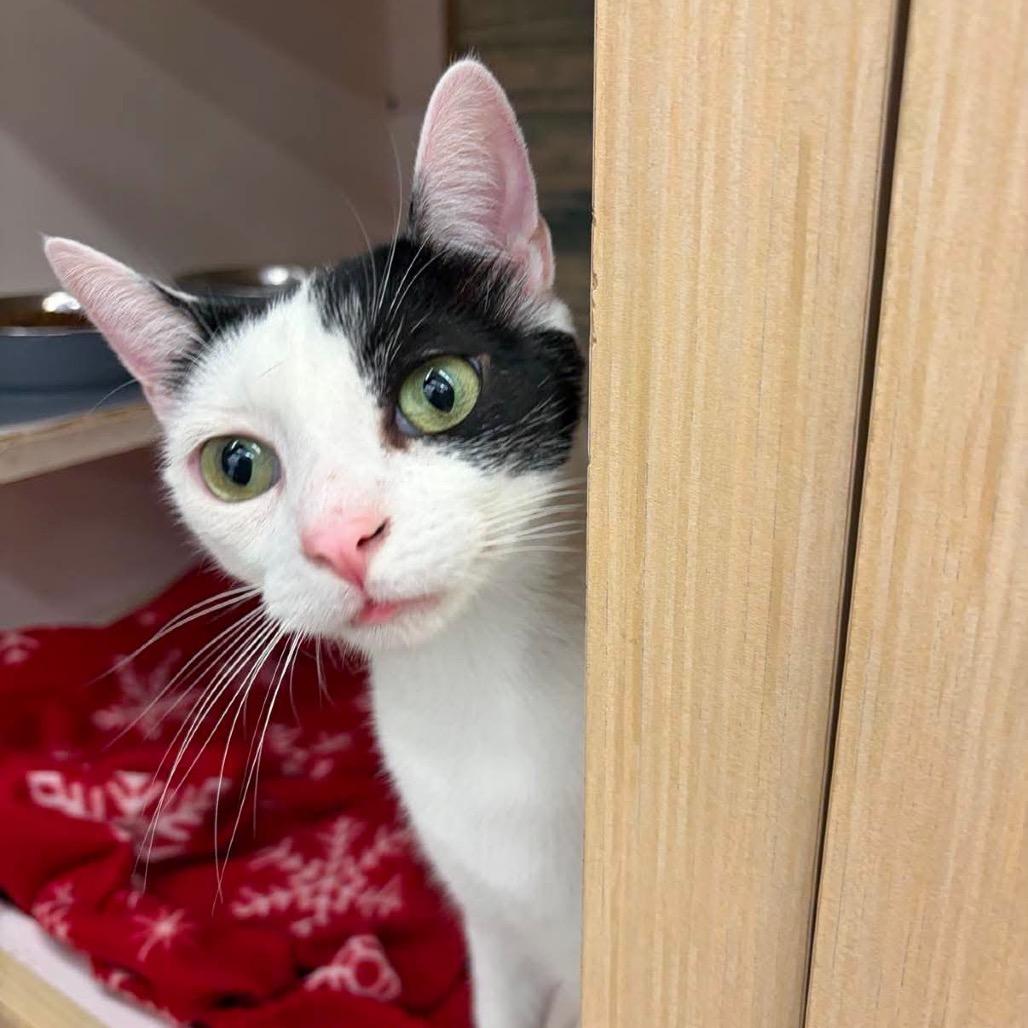 Bowie Merkel, a Adoptable Domestic Short Hair in Tallahassee, FL image 4/6