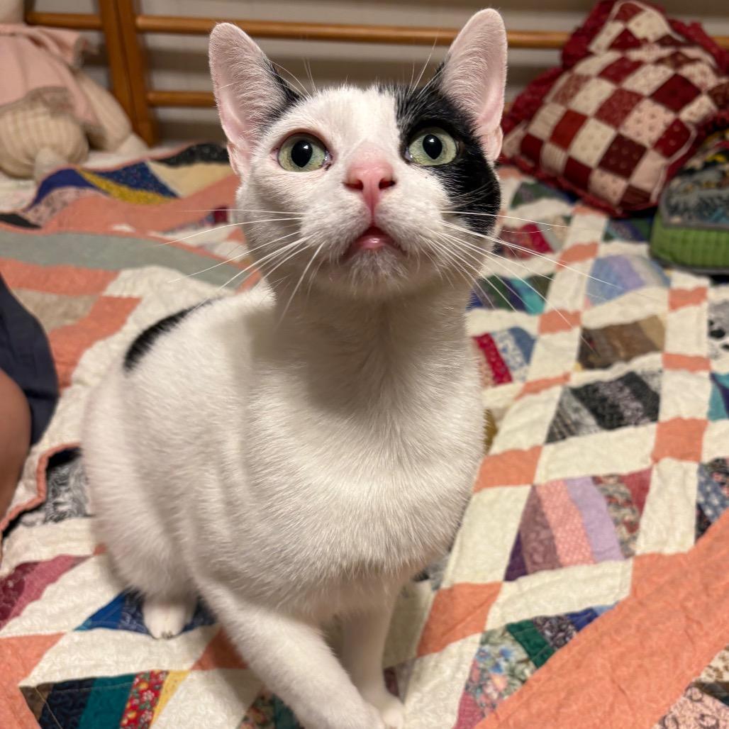 Bowie Merkel-ZR, a Adoptable Domestic Short Hair in Tallahassee, FL image 4/4