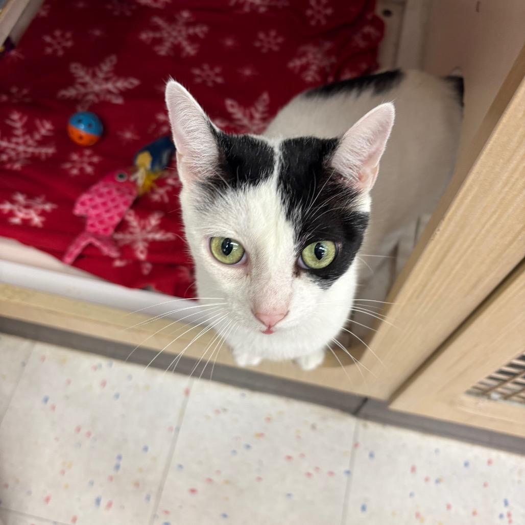 Bowie Merkel, a Adoptable Domestic Short Hair in Tallahassee, FL image 6/6
