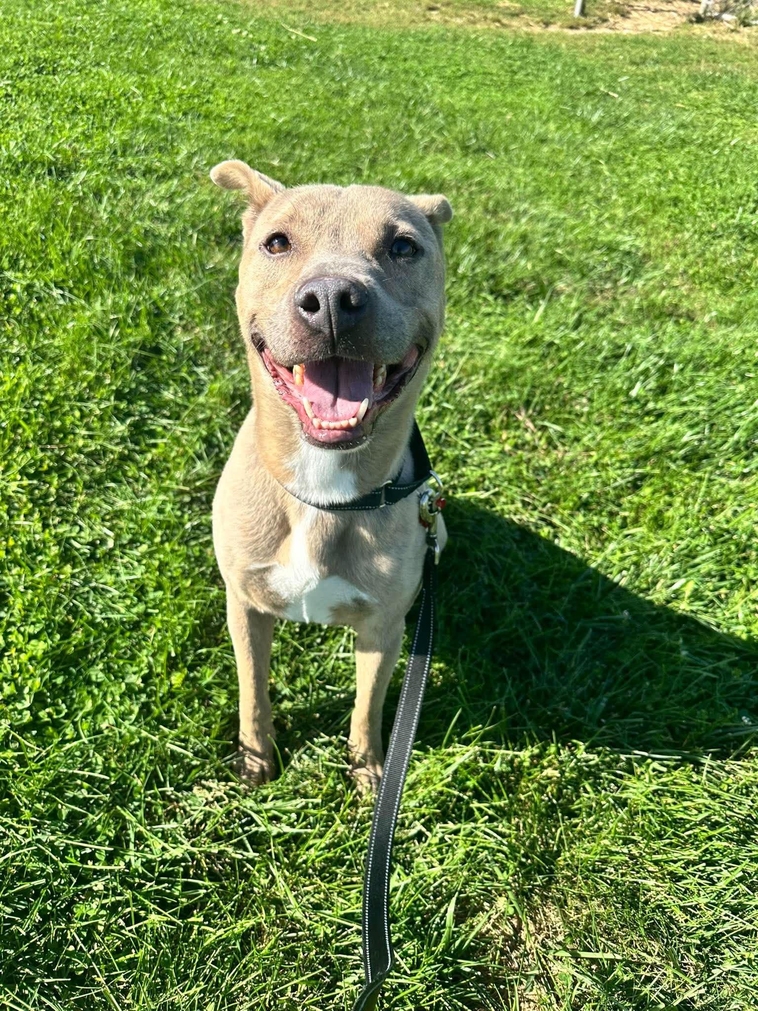 Enlarge Ivan, a Adoptable mixed breed in Valparaiso, IN image 1/1