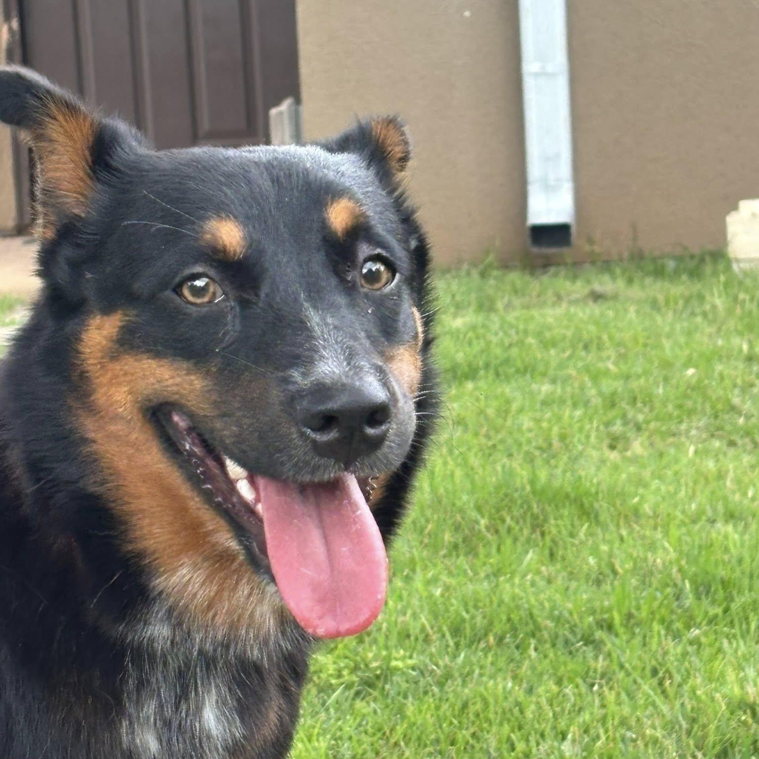 Jewels needs a foster and adopter!, a ADOPTABLE mixed breed in Redmond, WA image 5/6
