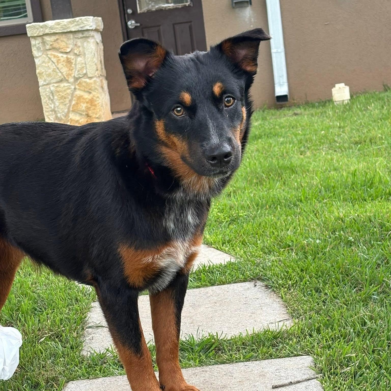 Jewels is ready for meet and greets, a ADOPTABLE mixed breed in Redmond, WA image 1/6