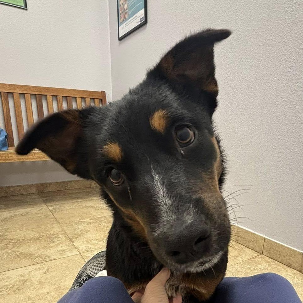 Jewels needs a foster and adopter!, ADOPTABLE, Young Female Australian Shepherd.