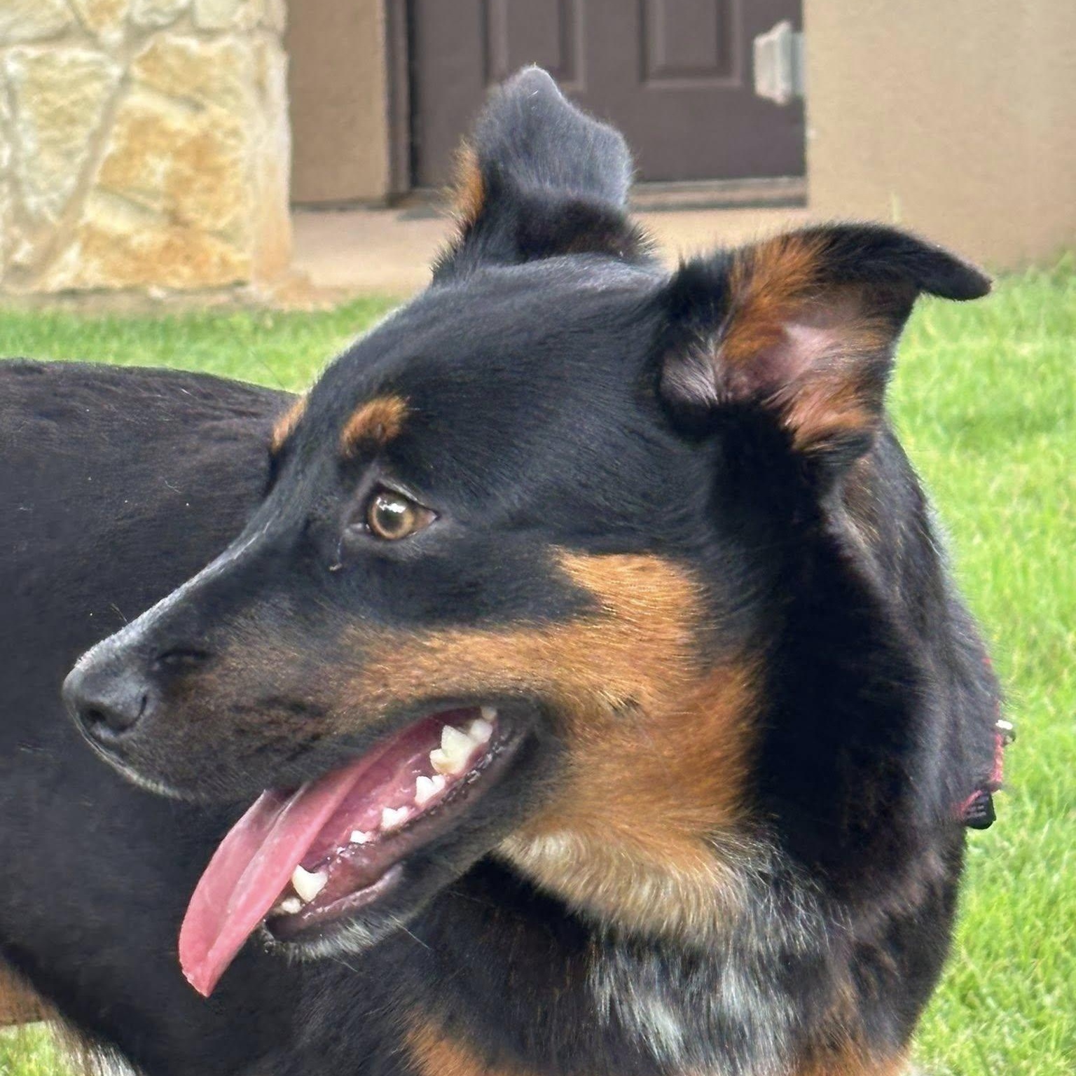 Jewels needs a foster and adopter!, a ADOPTABLE mixed breed in Redmond, WA image 3/6