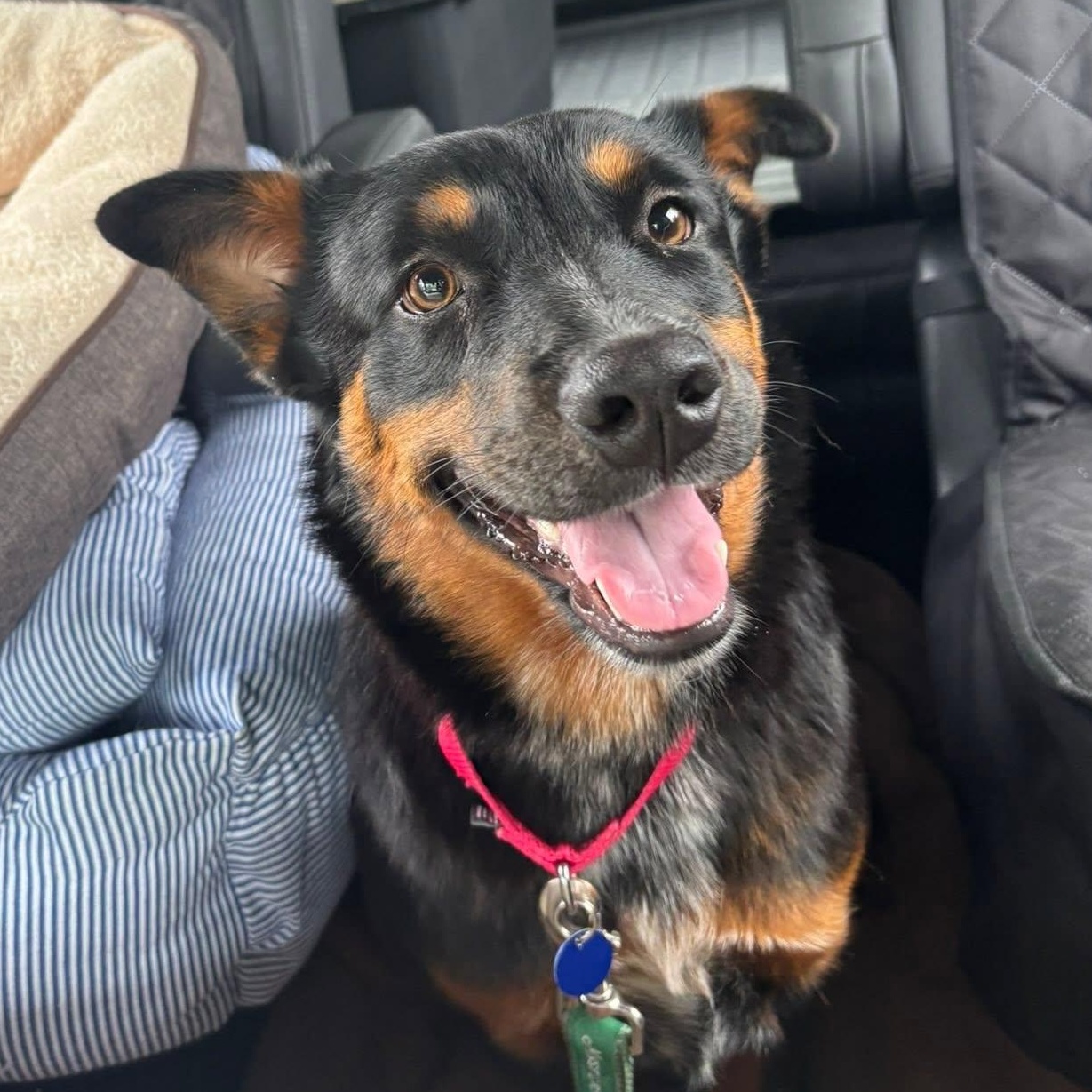 Jewels is ready for meet and greets, a ADOPTABLE mixed breed in Redmond, WA image 6/6
