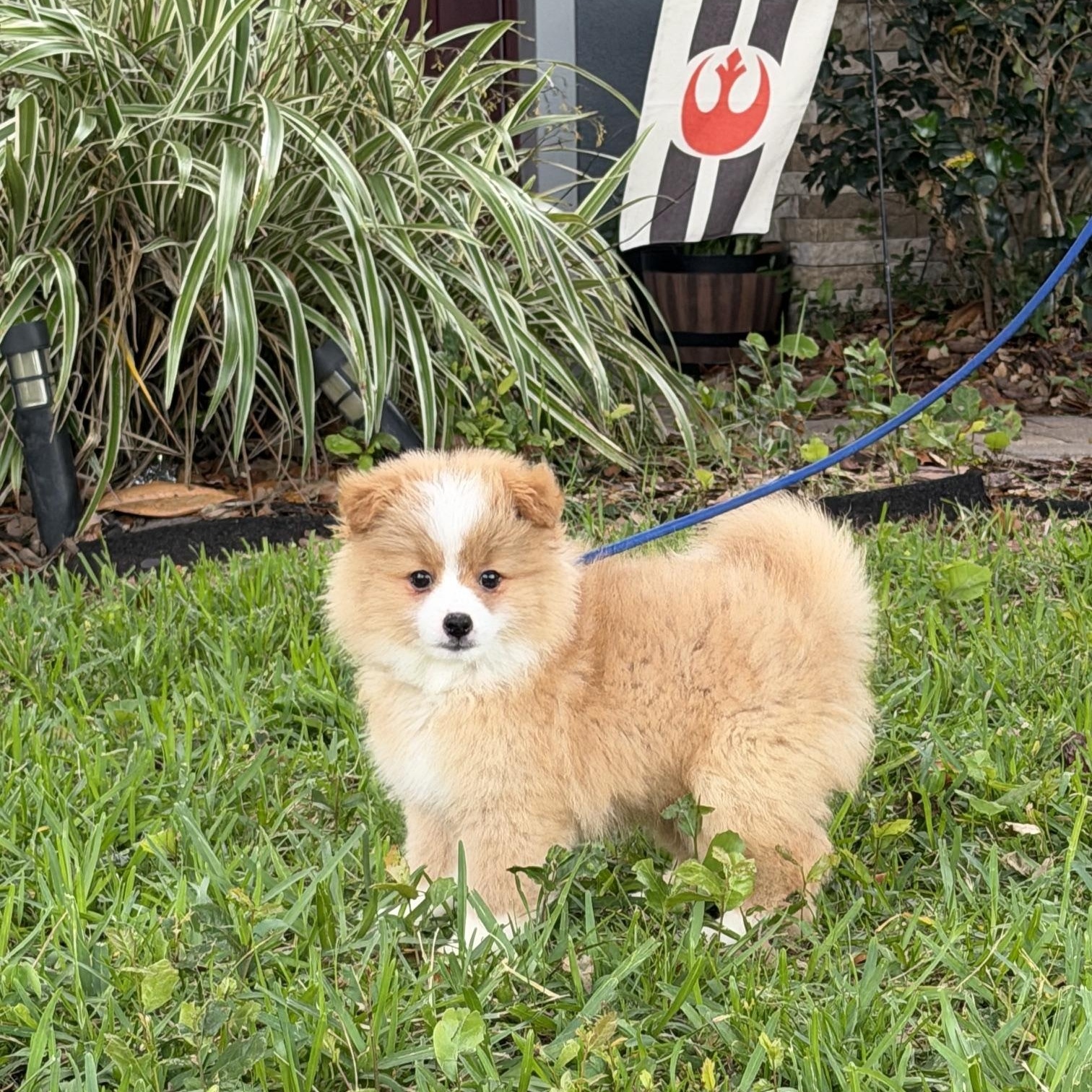 Otis, adoptable, Young Male Pomeranian & Spaniel.