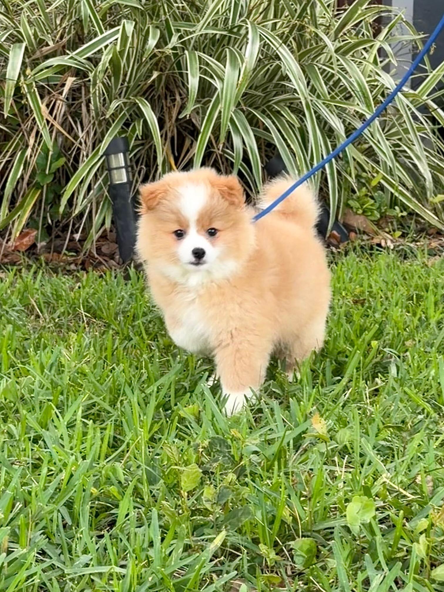 Otis, an adoptable mixed breed in Orlando, FL image 2/4