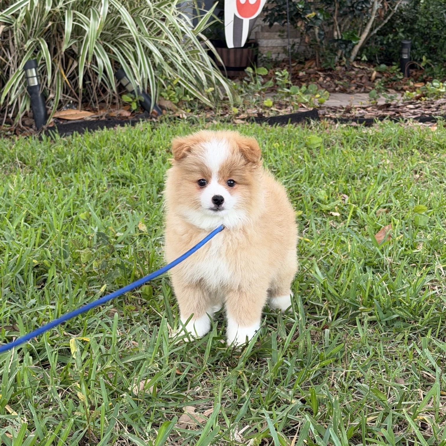 Otis, an adoptable mixed breed in Orlando, FL image 4/4