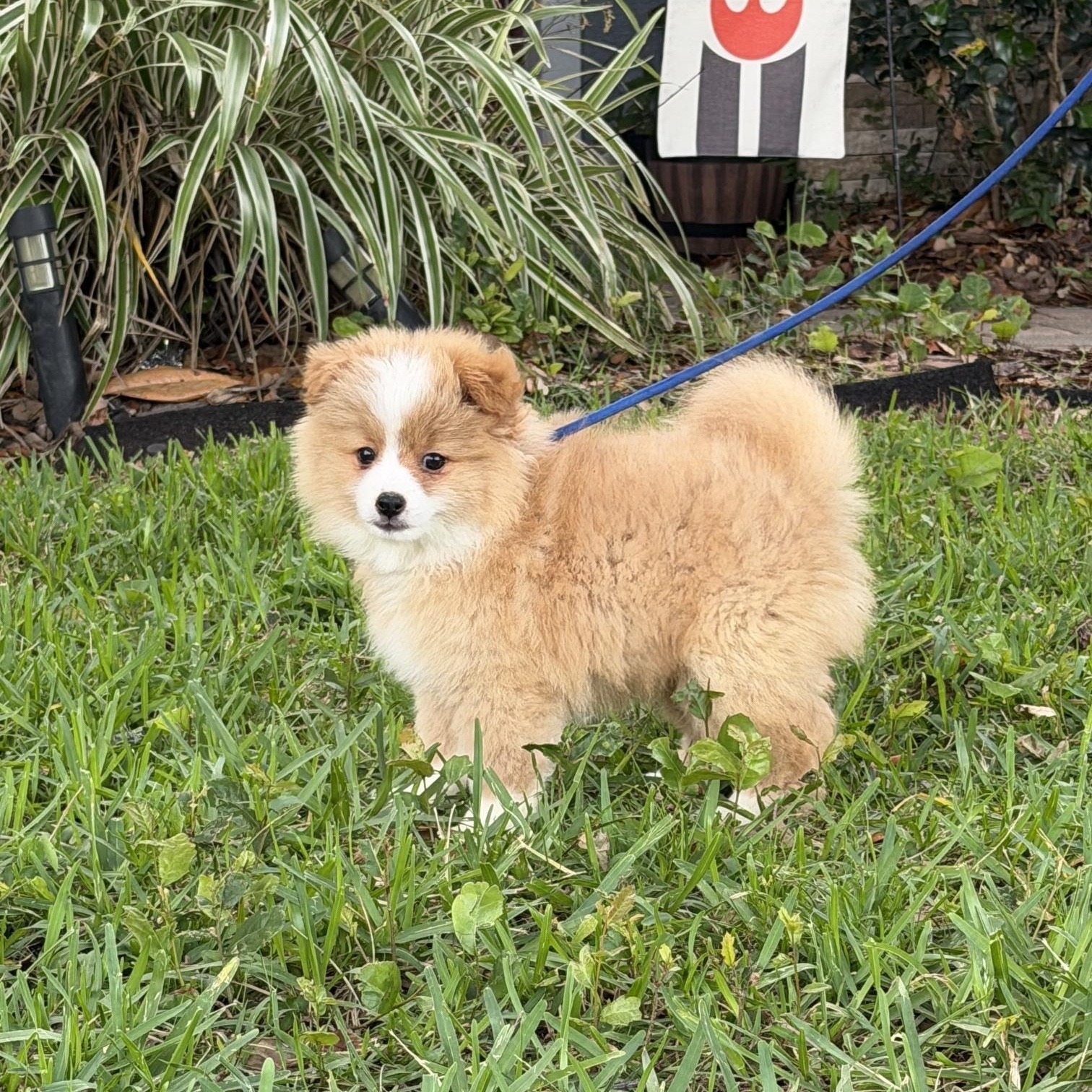 Otis, an adoptable mixed breed in Orlando, FL image 3/4
