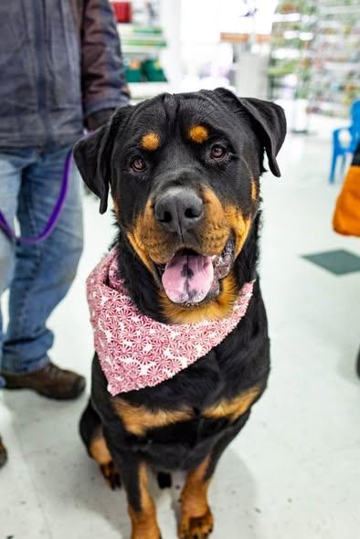 Cobby Bear, Adoptable, Adult Male Rottweiler.