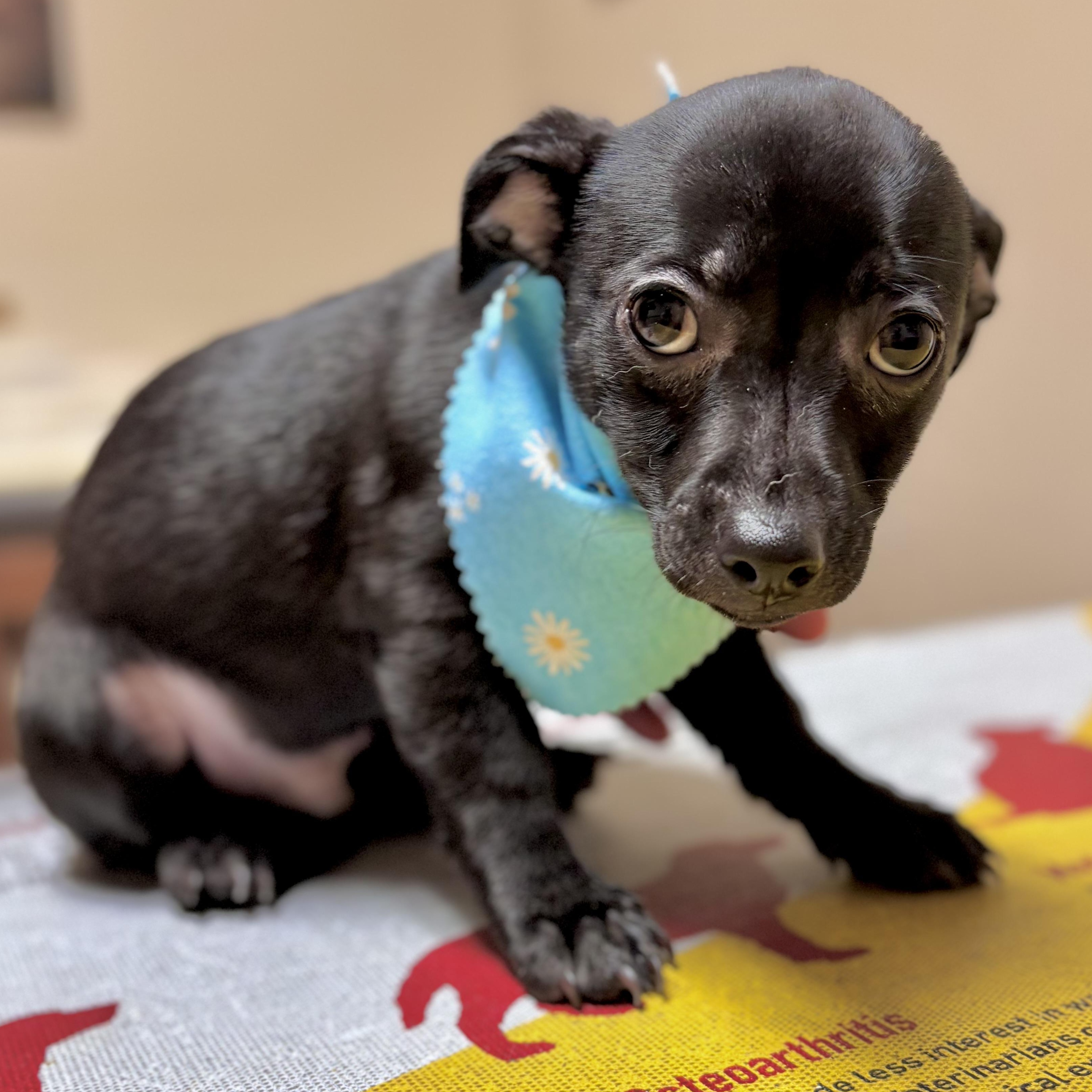 Gizmo, a Adoptable mixed breed in Tacoma, WA image 6/6