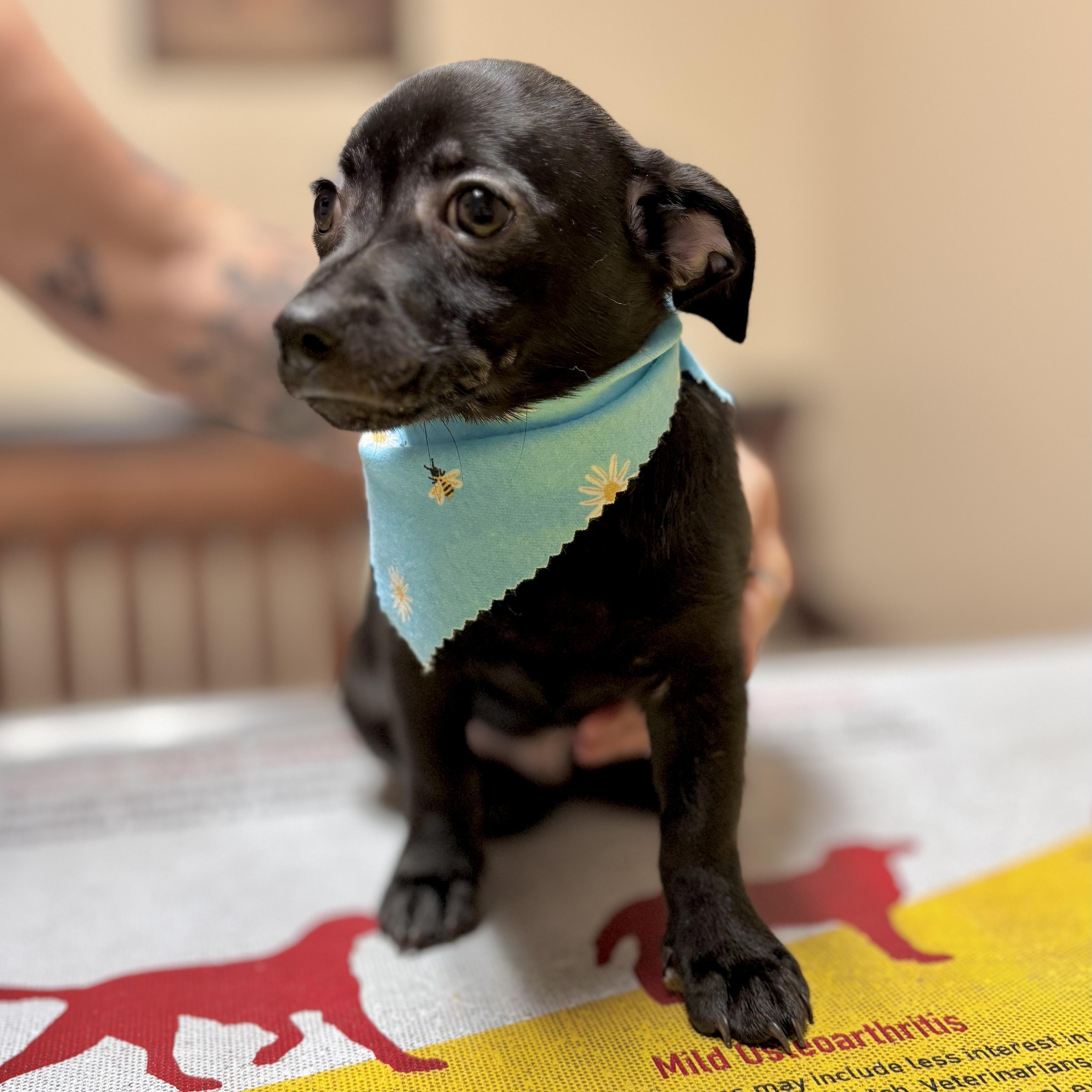 Gizmo, a Adoptable mixed breed in Tacoma, WA image 1/6