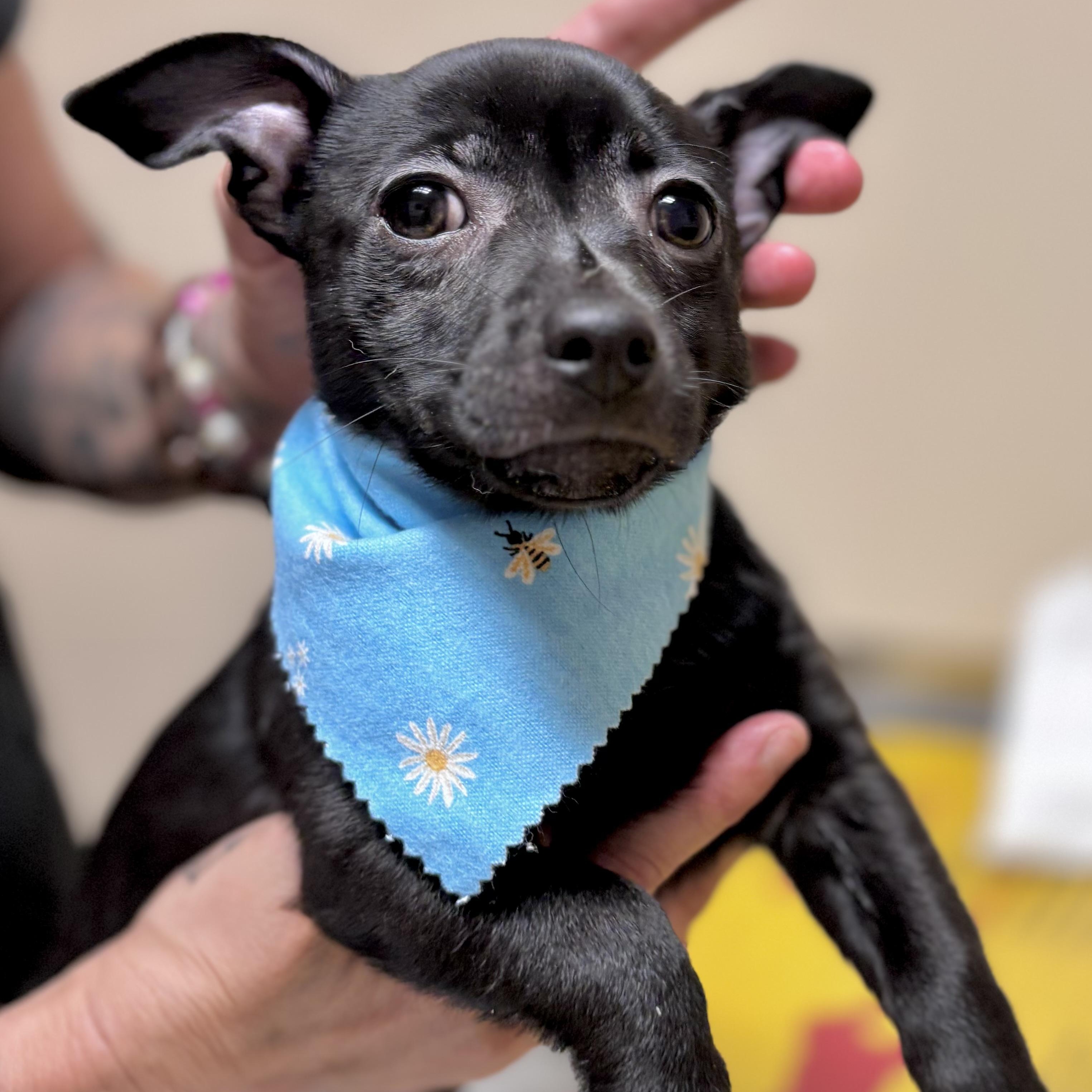 Gizmo, a Adoptable mixed breed in Tacoma, WA image 3/6