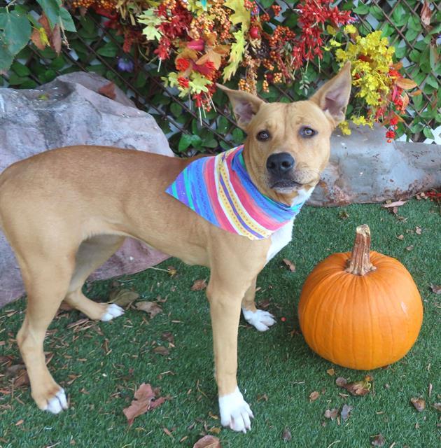 BONBON, Adoptable, Young Female Pit Bull Terrier & Mixed Breed.
