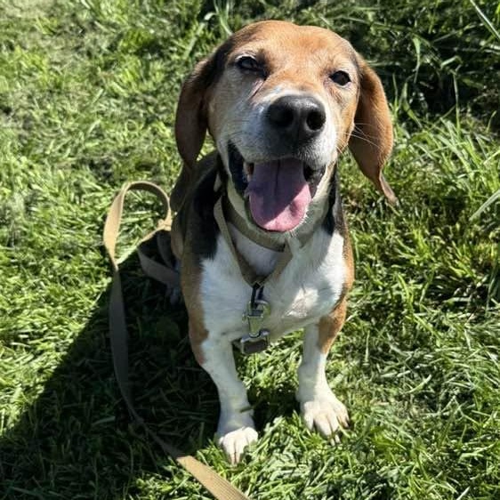 Enlarge Bagel, a Adoptable mixed breed in Washington, PA image 2/4