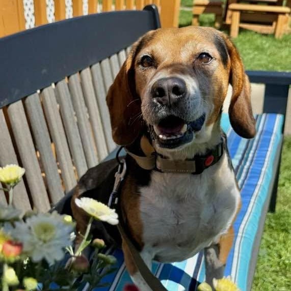 Bagel, Adoptable, Adult Male Beagle & Basset Hound.