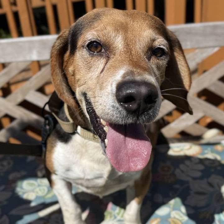 Enlarge Bagel, a Adoptable mixed breed in Washington, PA image 4/4