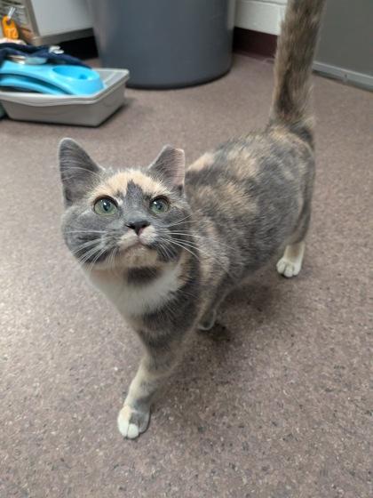 Fae, Adoptable, Kitten Female Domestic Short Hair & Domestic Short Hair.