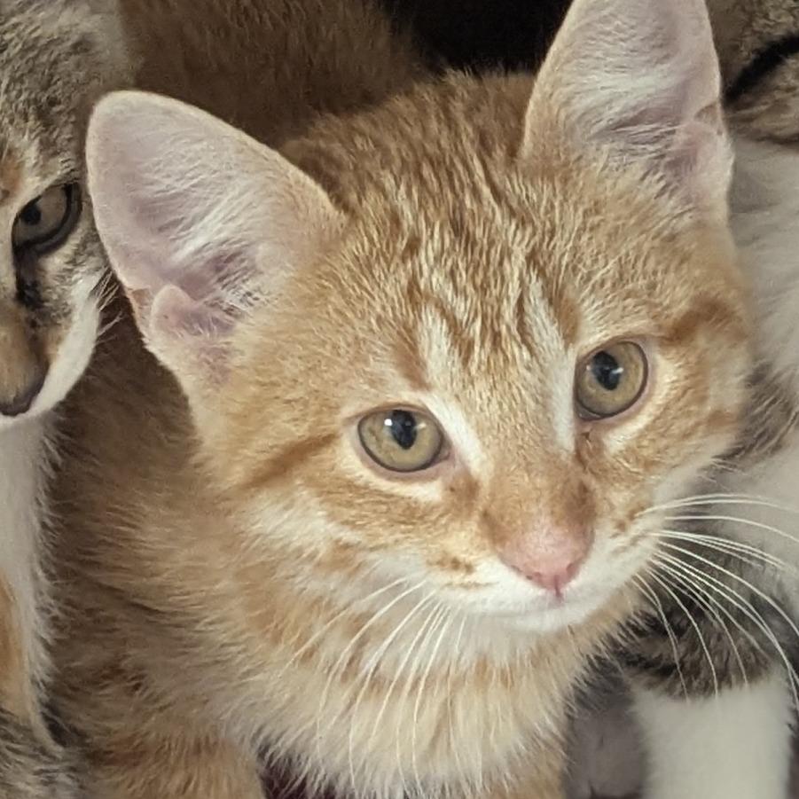 Chestnut, an adopted Domestic Short Hair in Fenton, MI image 1/2