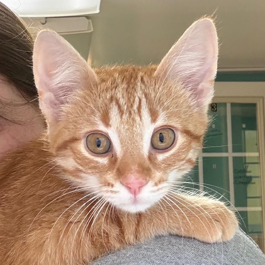 Chestnut, an adopted Domestic Short Hair in Fenton, MI image 2/2