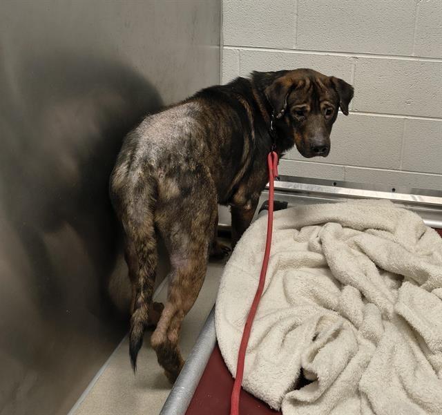 COBY, Adoptable, Young Male German Shepherd Dog & Mixed Breed.