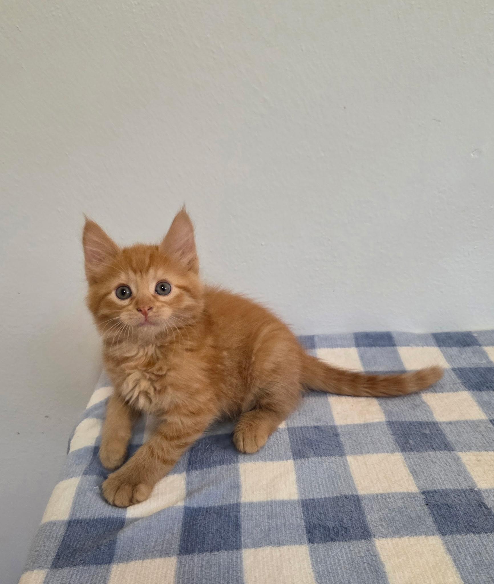 Mango, a ADOPTABLE Tabby in High Ridge, MO image 1/2
