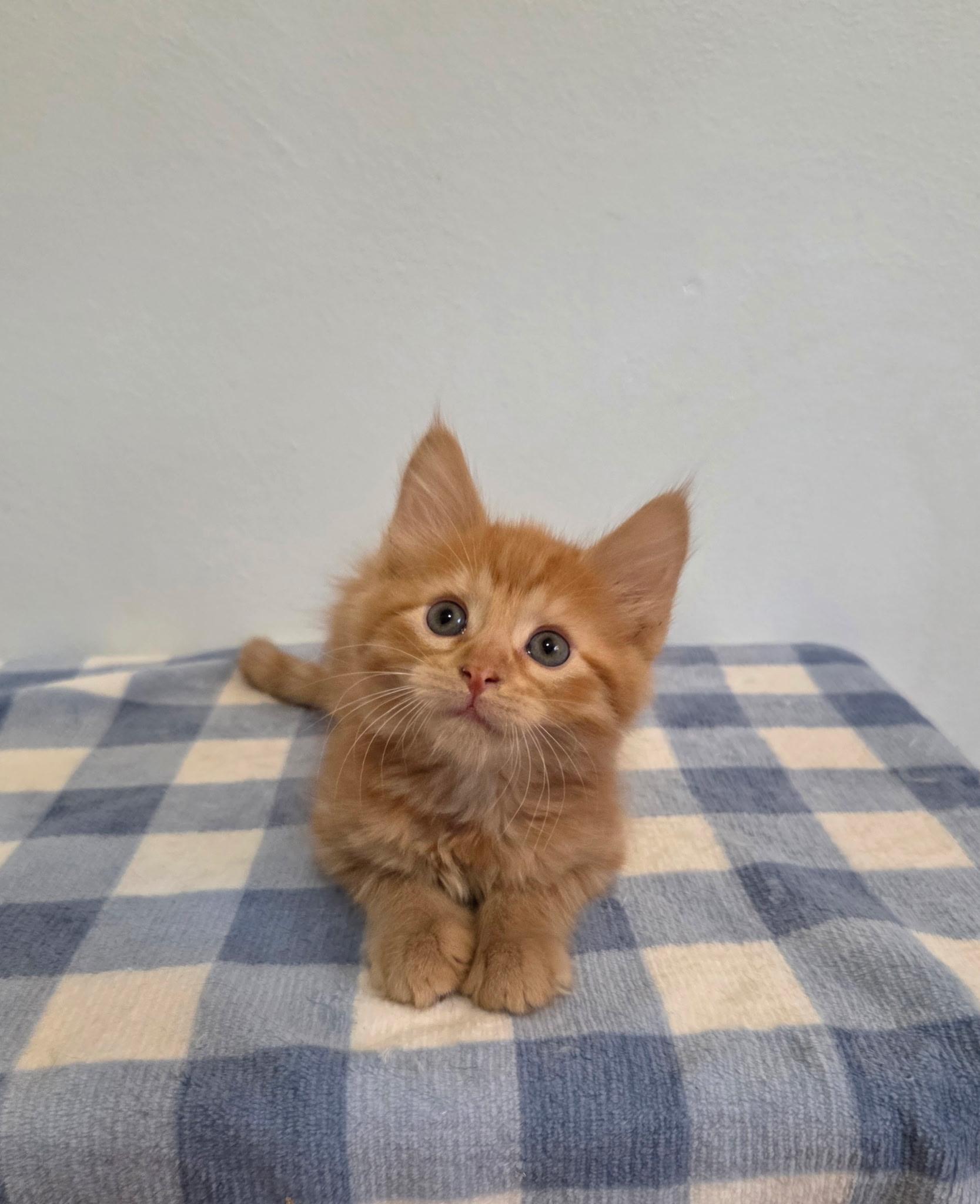 Mango, a ADOPTABLE Tabby in High Ridge, MO image 2/2