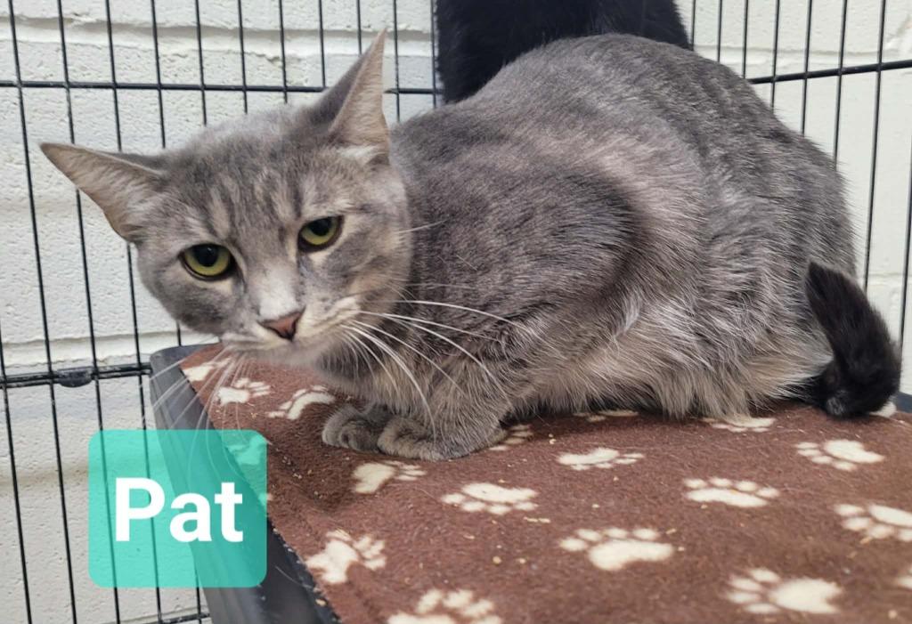 Pat photo