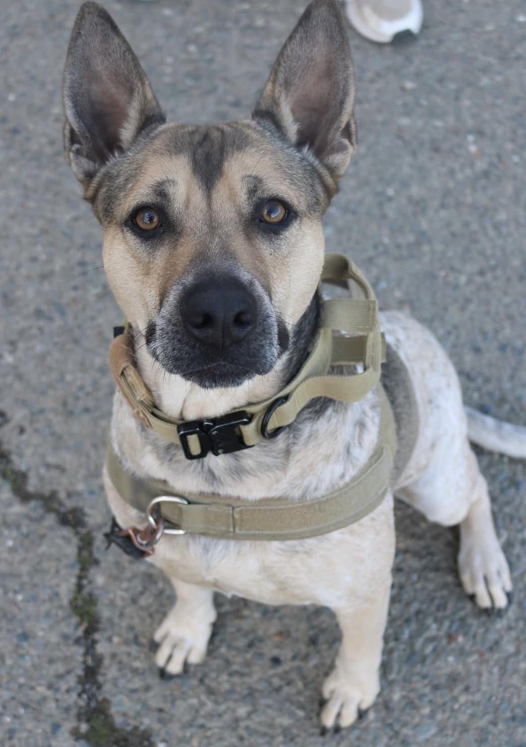 Gus, Adoptable, Adult Male Australian Cattle Dog / Blue Heeler & German Shepherd Dog.