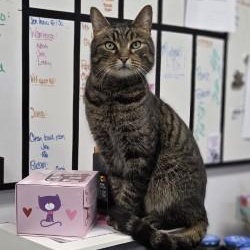 Enlarge Cesar, a ADOPTABLE Domestic Short Hair in Louisville, OH image 1/2