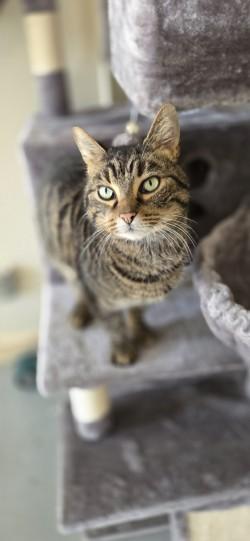 Enlarge Cesar, a ADOPTABLE Domestic Short Hair in Louisville, OH image 2/2