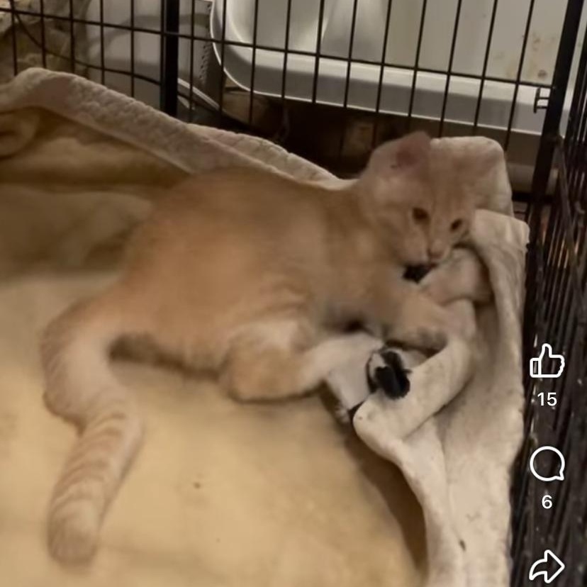 Enlarge Bathsheba, a Adoptable Domestic Short Hair in Waveland, IN image 5/6