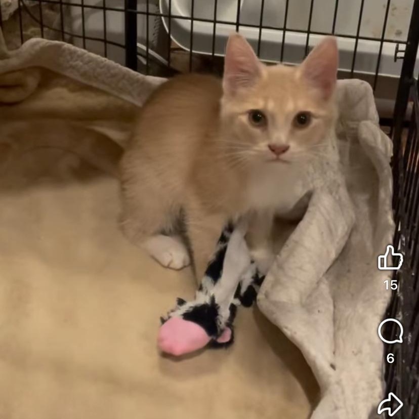 Bathsheba, Adoptable, Young Female Domestic Short Hair.