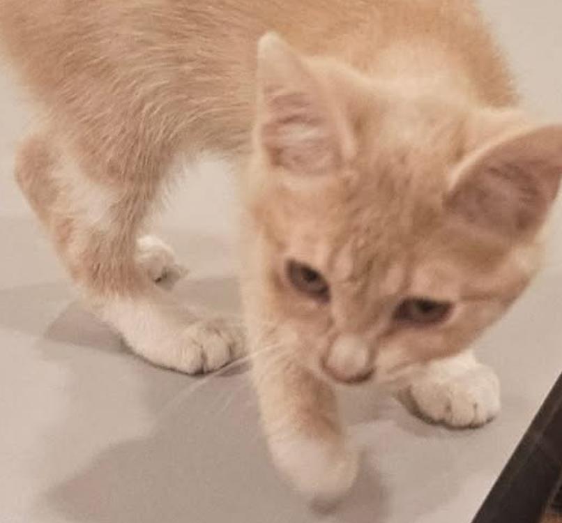 Enlarge Bathsheba, a Adoptable Domestic Short Hair in Waveland, IN image 4/6