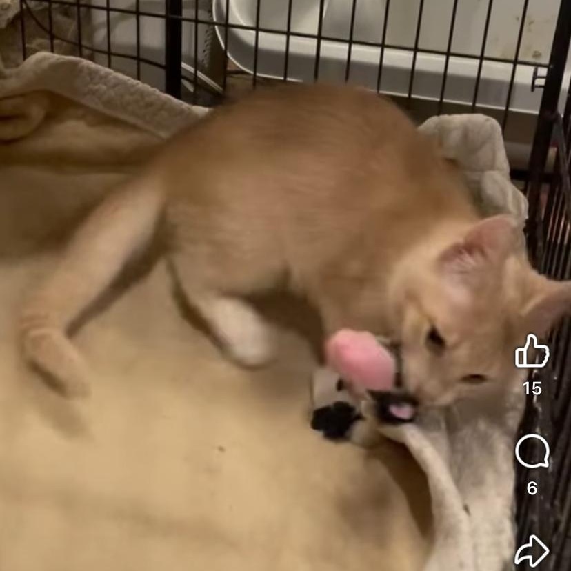 Enlarge Bathsheba, a Adoptable Domestic Short Hair in Waveland, IN image 6/6