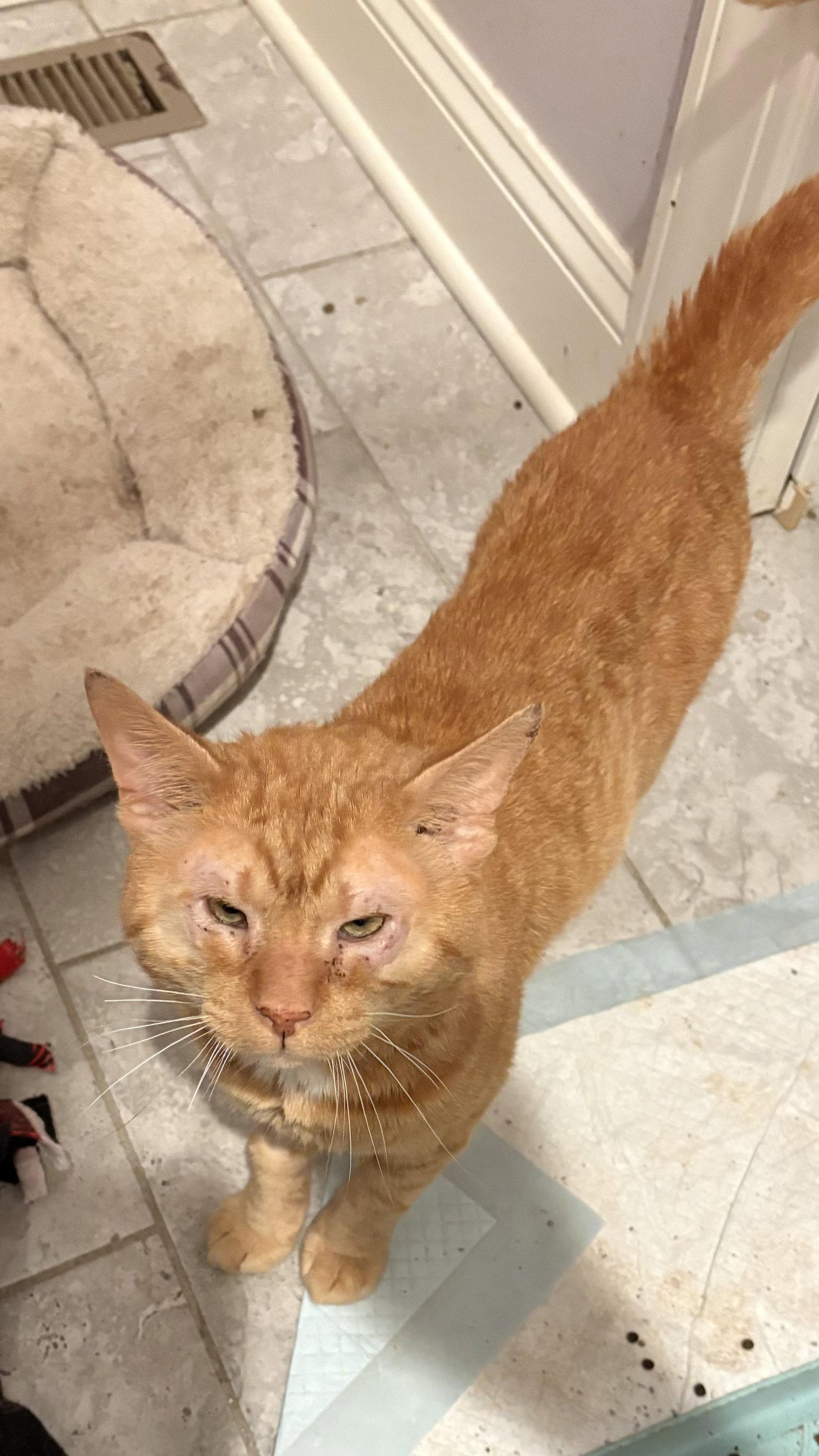 Garfield, Adoptable, Adult Male Domestic Short Hair.