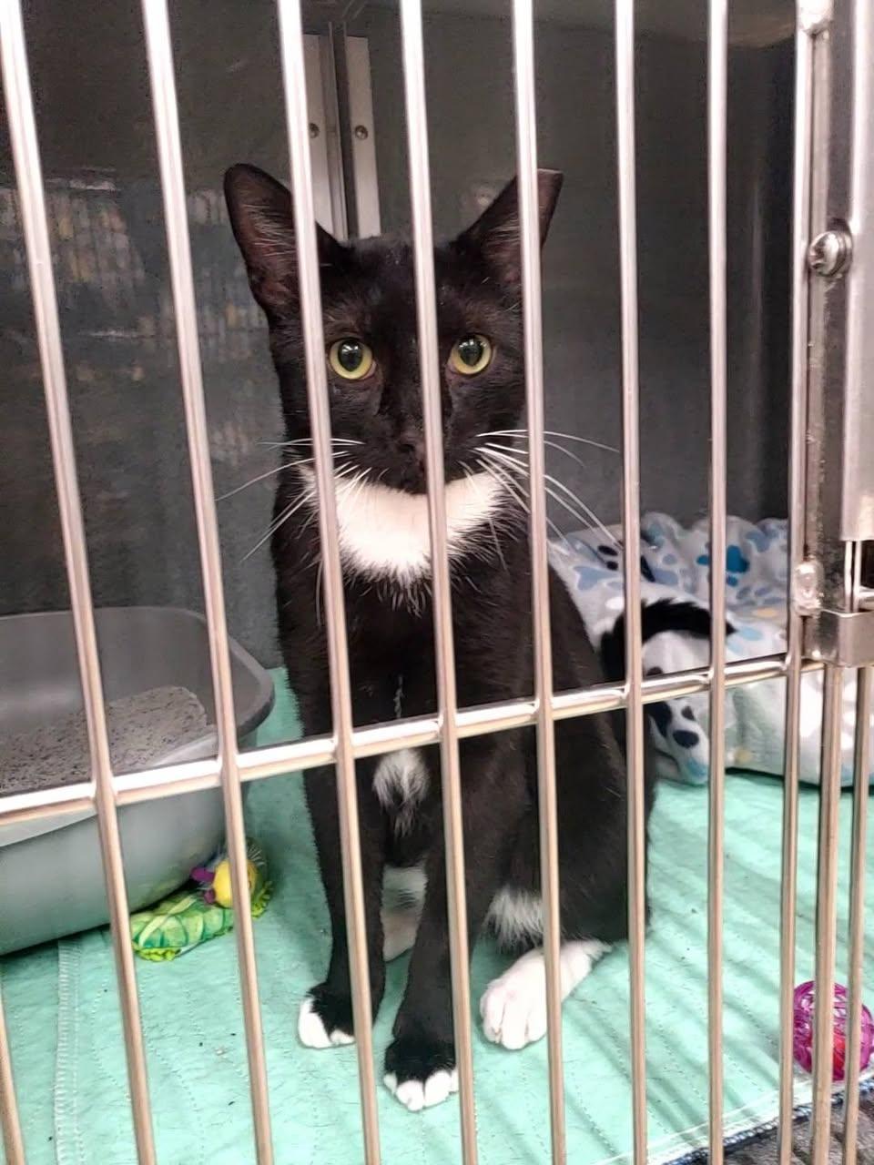 Enlarge Felix, a Adoptable American Shorthair in Erie, PA image 2/3