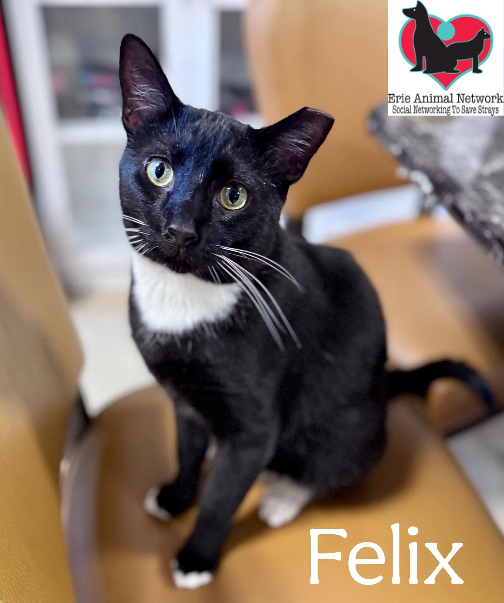 Enlarge Felix, a Adoptable American Shorthair in Erie, PA image 1/3