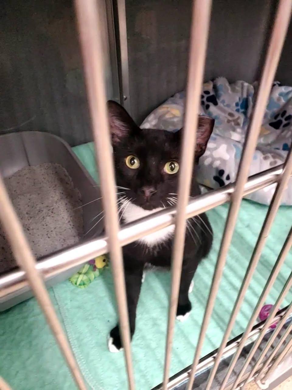 Enlarge Felix, a Adoptable American Shorthair in Erie, PA image 3/3