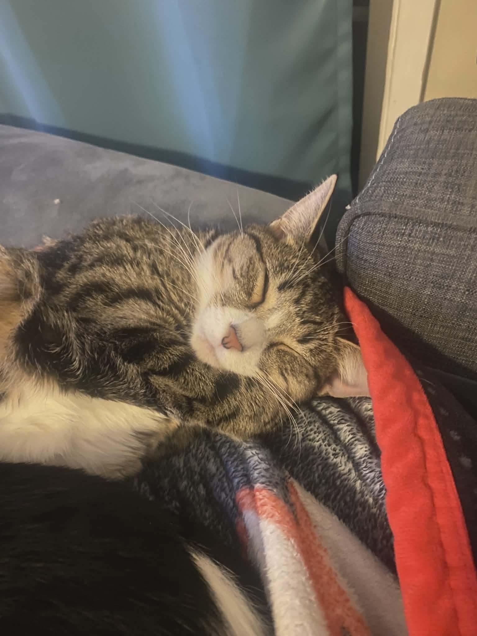 Enlarge Heidi *Sponsored + 20% off* Cool Litter, a Adoptable mixed breed in Gladstone, OR image 2/6