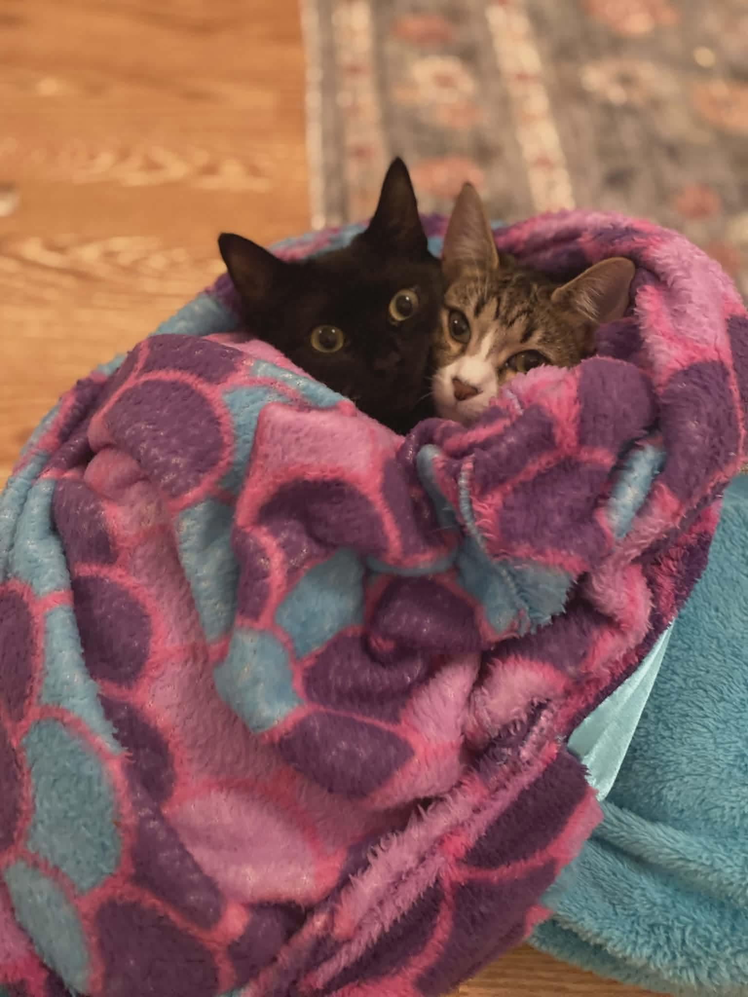 Enlarge Heidi *Sponsored + 20% off* Cool Litter, a Adoptable mixed breed in Gladstone, OR image 3/6