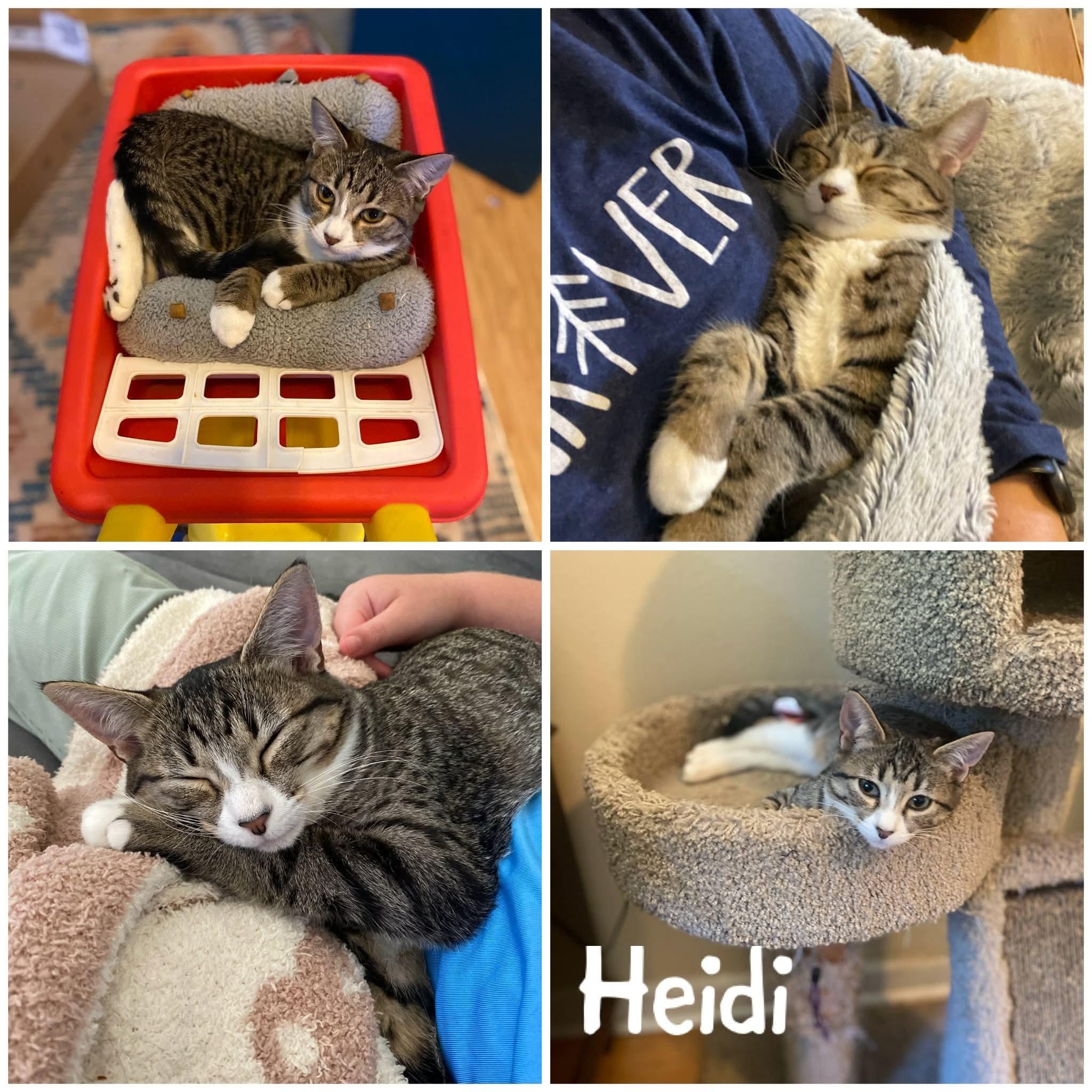 Heidi *Sponsored + 20% off* Cool Litter, Adoptable, Kitten Female Domestic Short Hair & Tabby.
