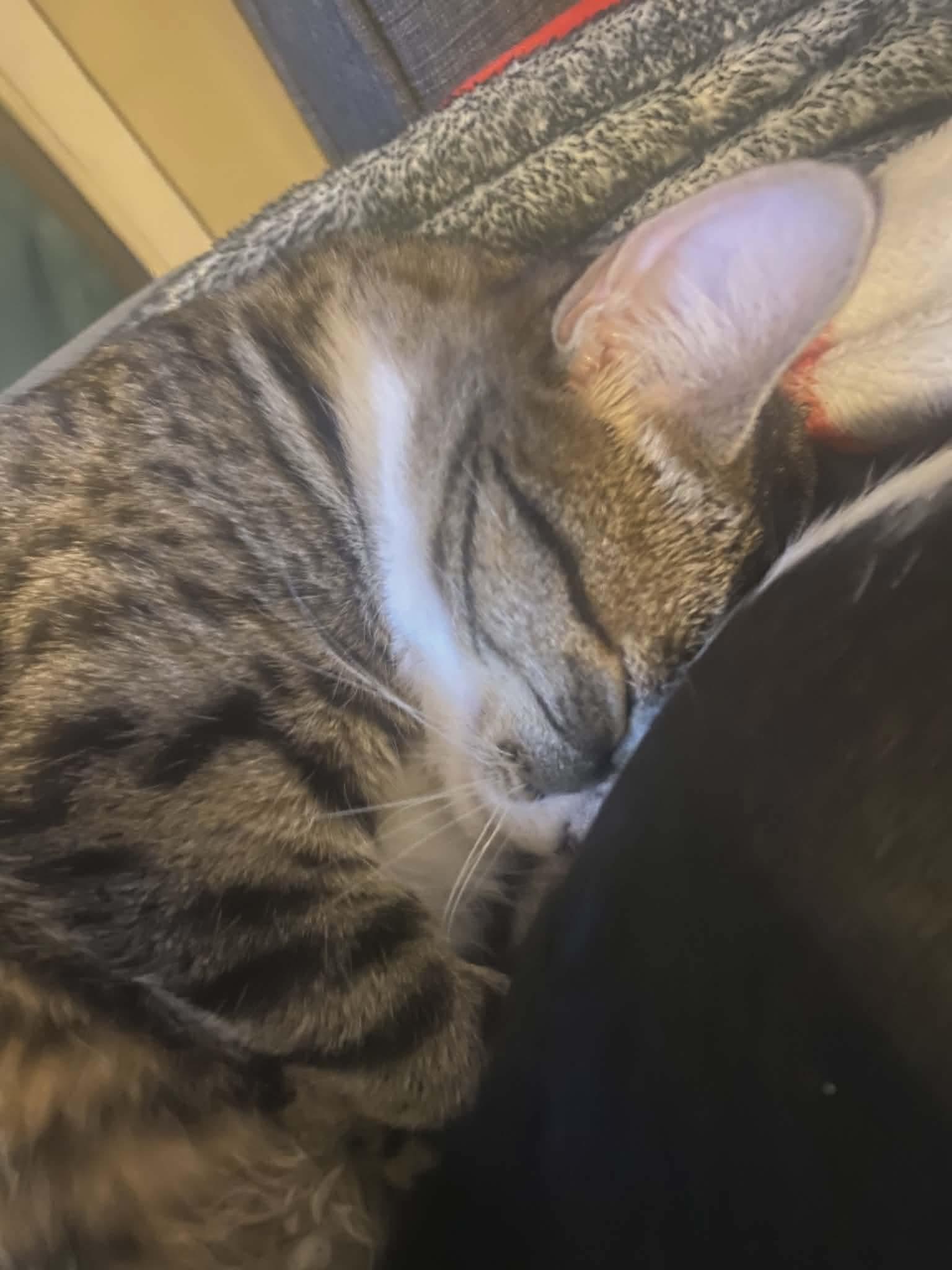 Enlarge Heidi *Sponsored + 20% off* Cool Litter, a Adoptable mixed breed in Gladstone, OR image 4/6