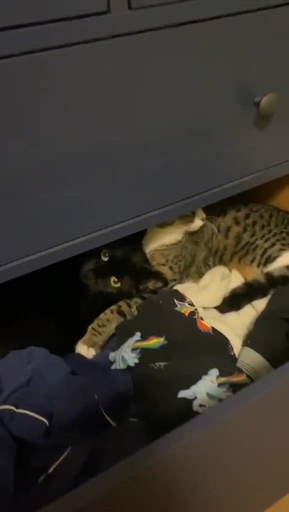 Enlarge Heidi *Sponsored + 20% off* Cool Litter, a Adoptable mixed breed in Gladstone, OR video 6/6