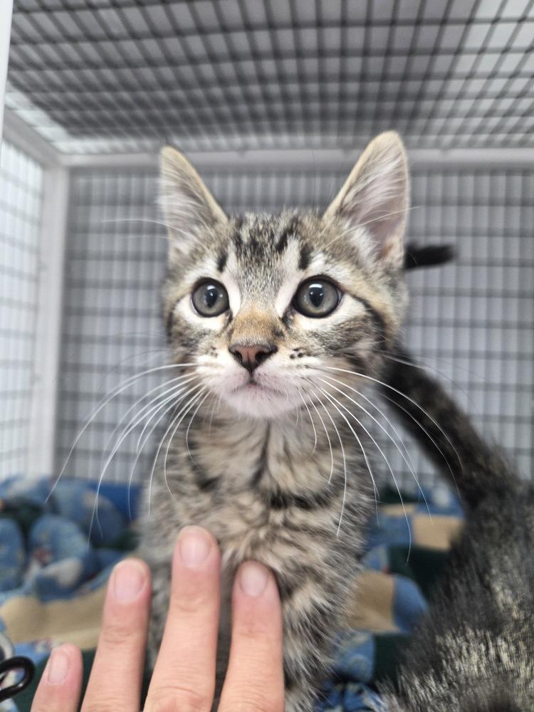 Ronnie, Adoptable, Kitten Male Domestic Short Hair.