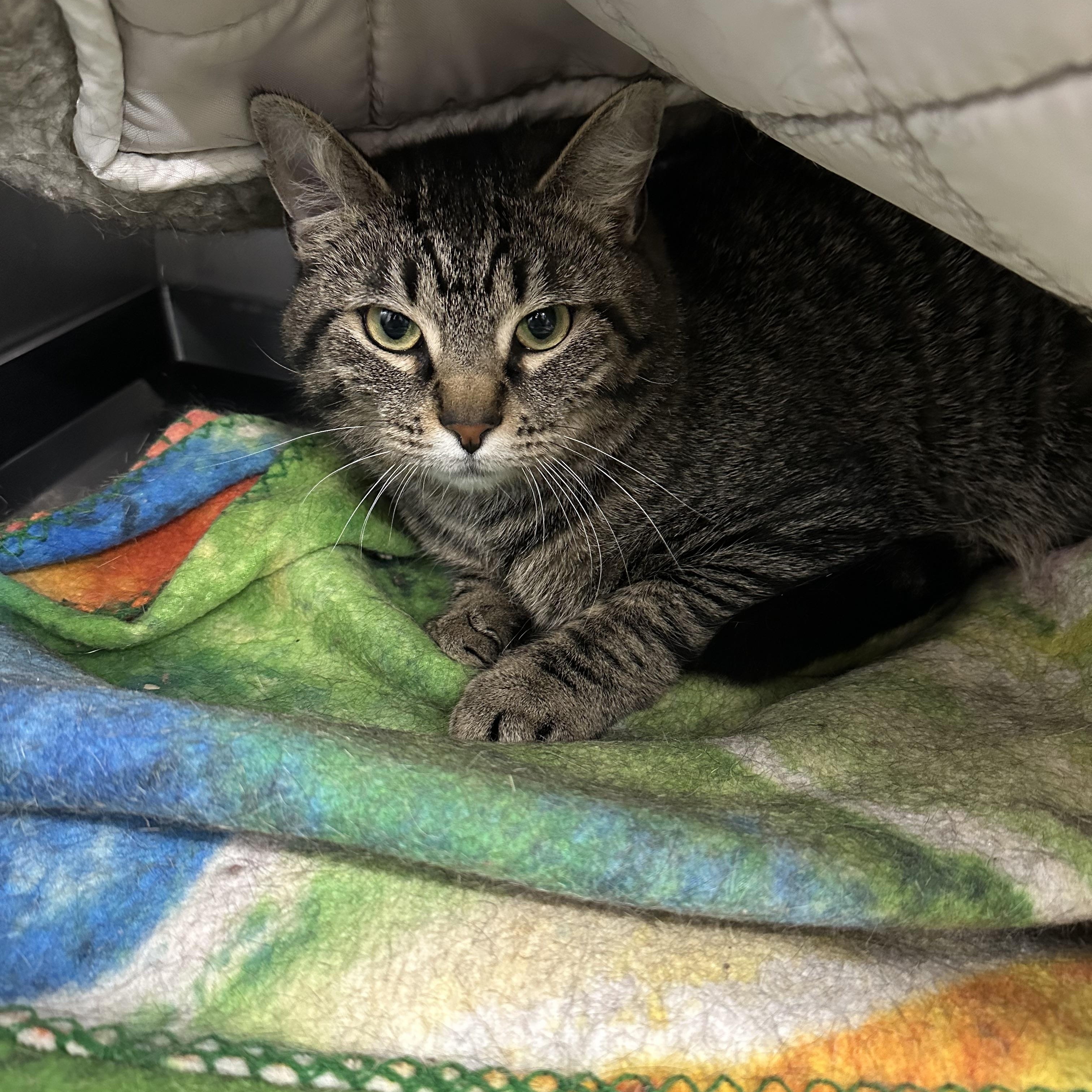 Enlarge Muffy, a ADOPTABLE Domestic Short Hair in Jaffrey, NH image 2/2