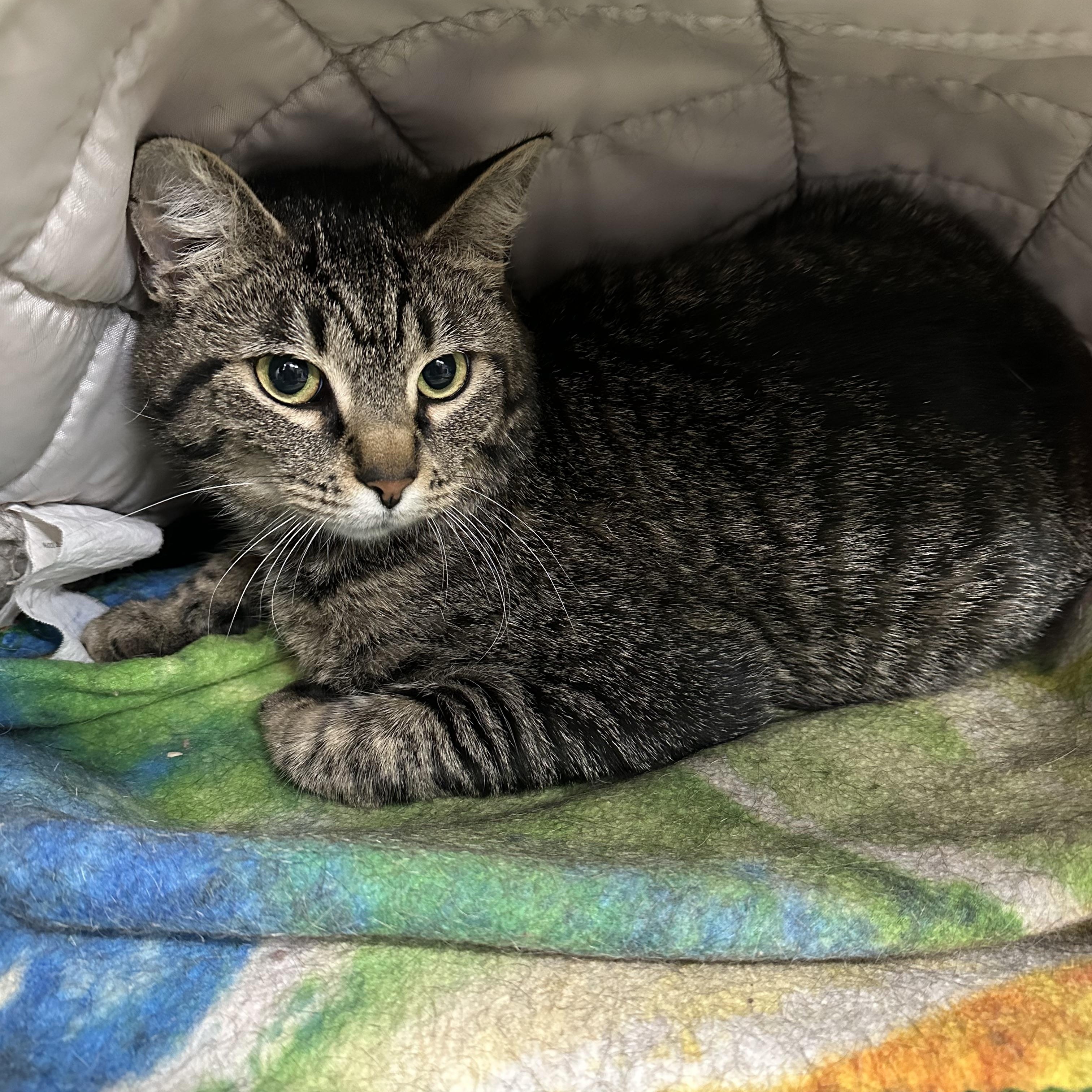 Muffy, ADOPTABLE, Young Female Domestic Short Hair.