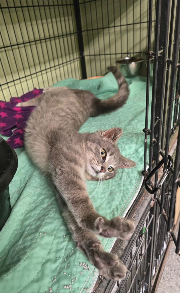 Max Power, Adopted, Kitten Male Domestic Short Hair.