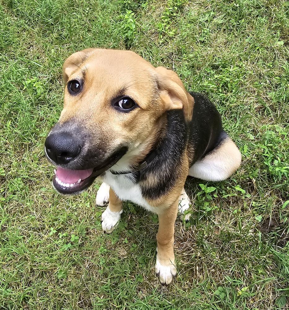 Enlarge Ivy, a Adoptable mixed breed in Woodbridge, VA image 1/2